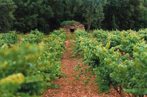 Viña Abadal Viña Barraca Abadal