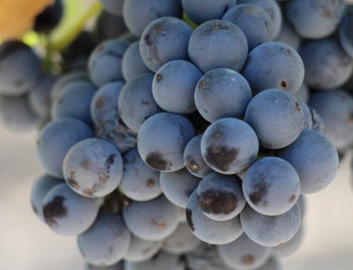 Mandó, a variety resistant to climate change and a responsibility that Bages wineries have embraced