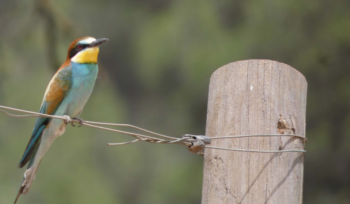 Vinya bosc i biodiversitat 3