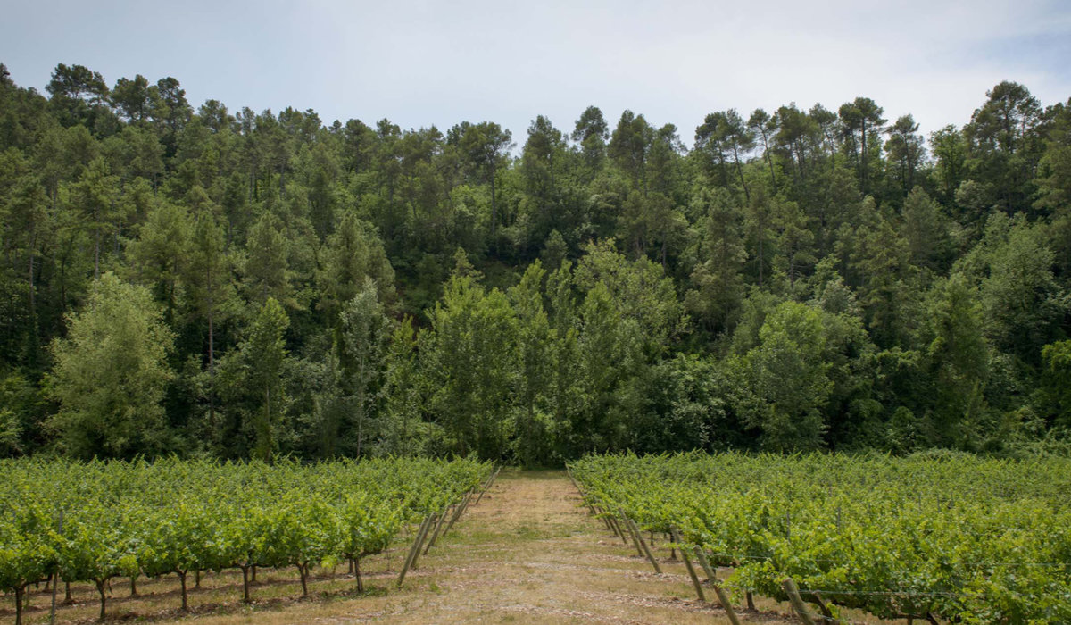 Vinya bosc i biodiversitat