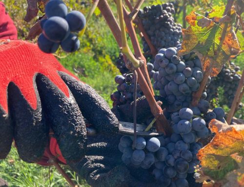 Verema 2025 al Bages: any d’equilibri i qualitat excepcional